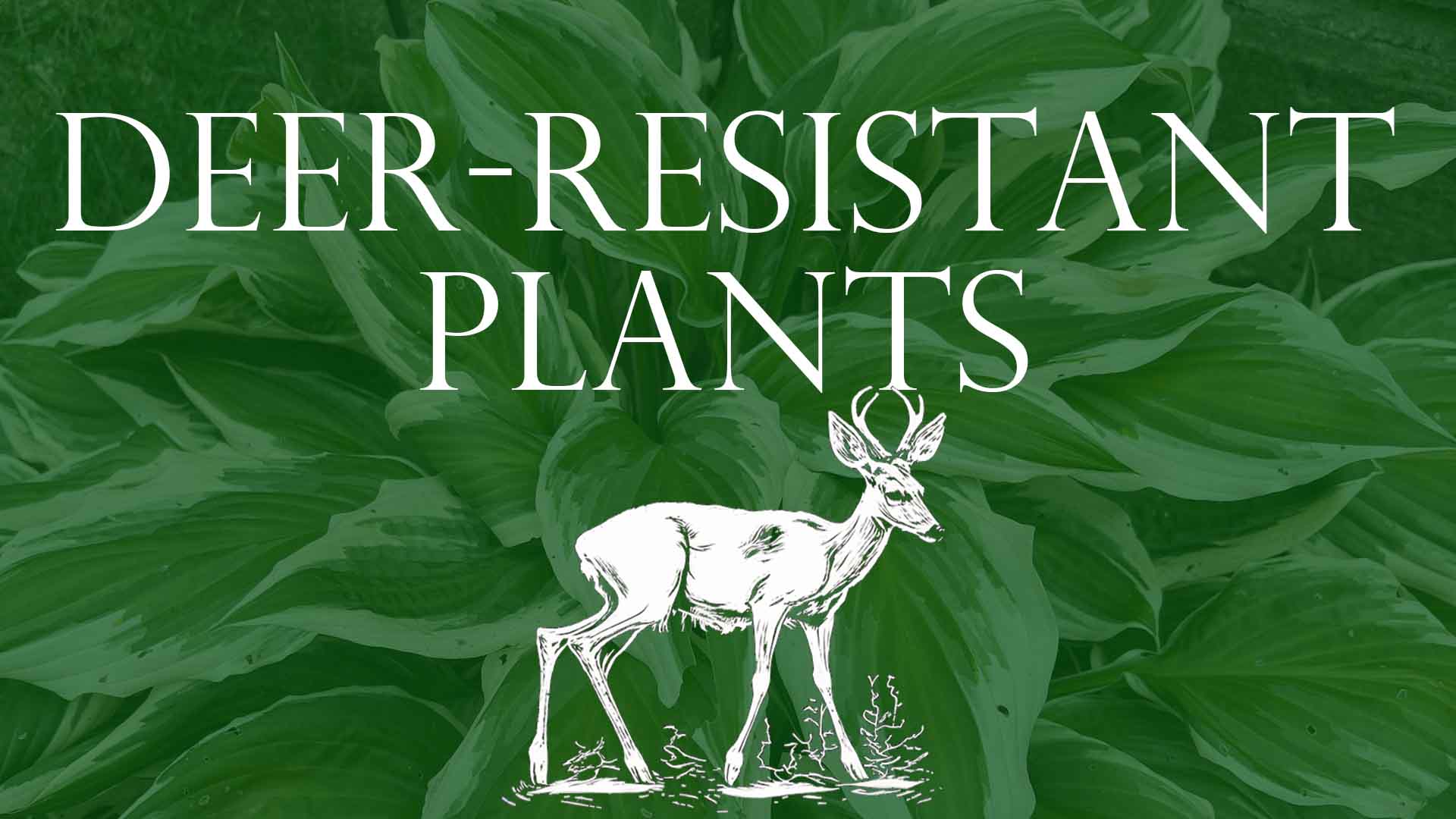 11 Plants That Keep Deer Out of Your Yard (+ 3 Tactics)
